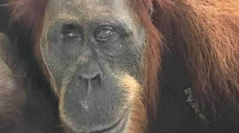 Orangotang got blind as it stucked by 74 bullets in Indonesia