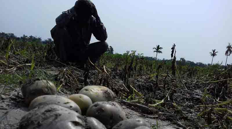Hail storm damages potato farming