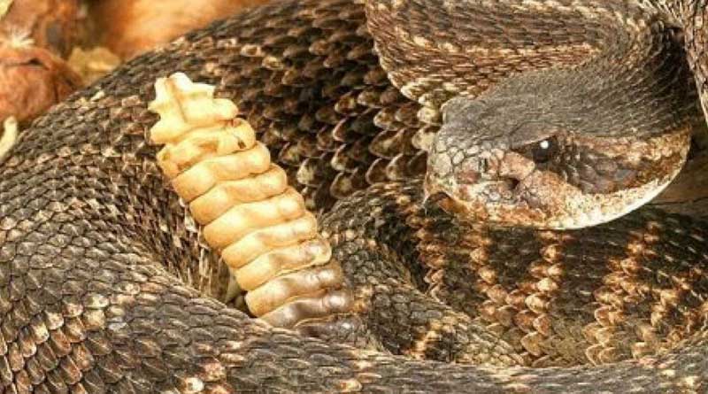 Rattlesnakes recovered from a house in Texas that makes netigens fear