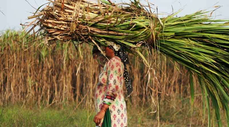 ঋতুস্রাবের ‘শাস্তি’ জরিমানা, বাধ্য হয়ে জরায়ু বাদ মহিলা শ্রমিকদের
