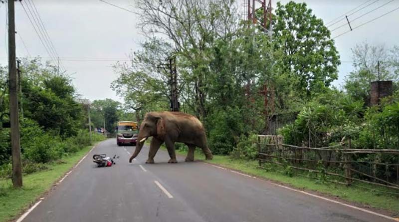 Elephant goes on terrifying rampage throwing motorbikes