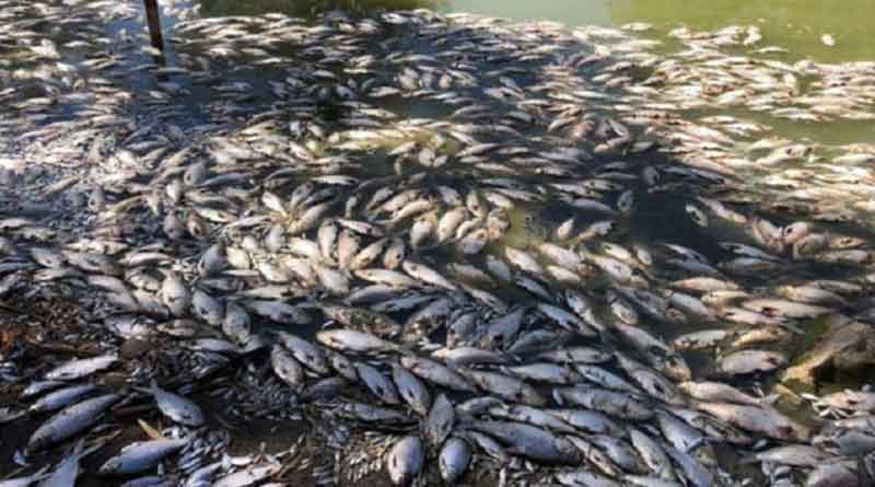 Huge number of fish died in Howrah's Santragachi Jhil
