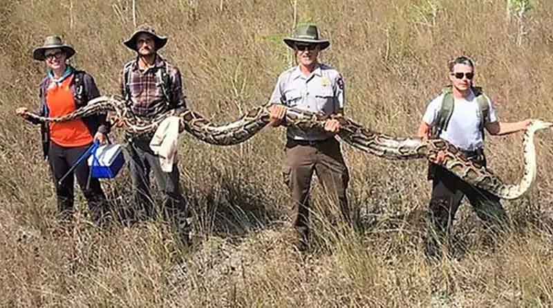 scientists have captured a female python that was more than 17 feet long