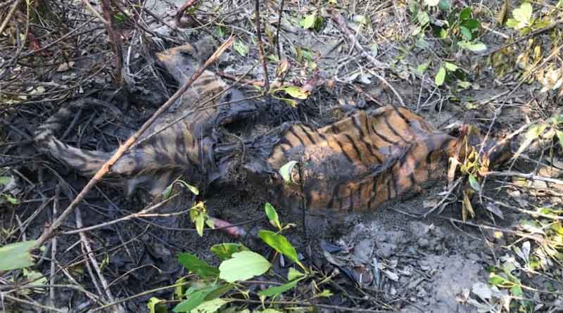 Royal Bengal Tiger's body recovered at Sunderban