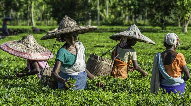 Warning sign for modi, Assam Tea tribes are not happy with BJP