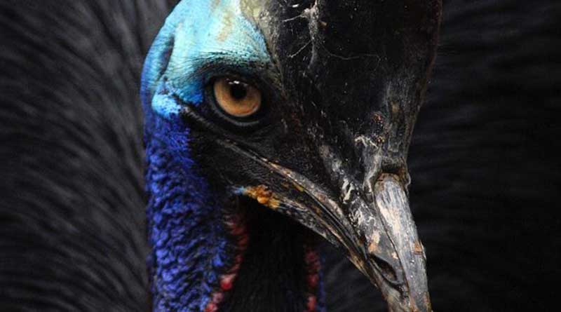 A poisonous bird Cassowary attacks on its master and killed
