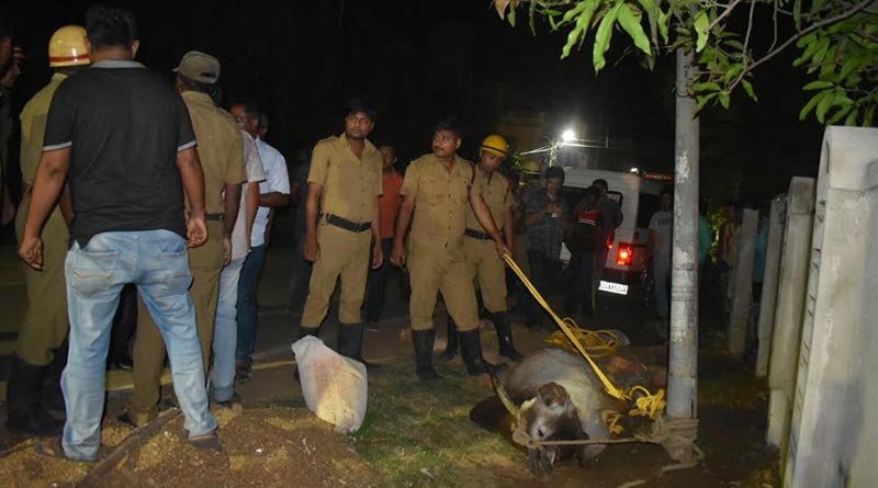 An ox was caught by fire brigade and police at Jhargram