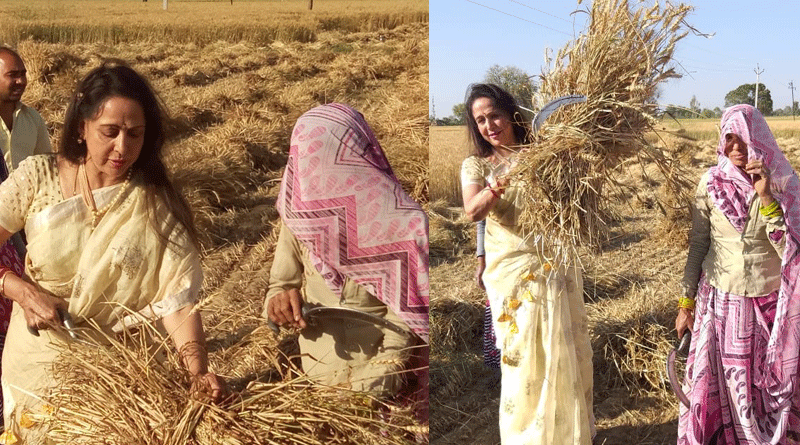 Hema Malini seen working in field with workers harvesting wheat crop.