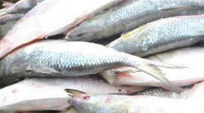 Less number of hilsa fishes are imported in the markets of North Bengal