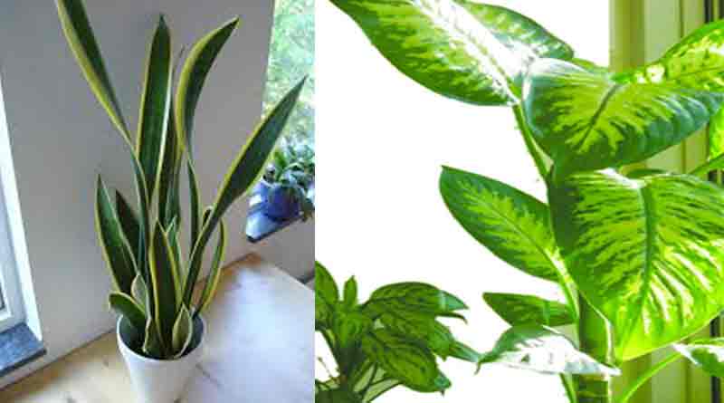 Use varoius types plants to decor your home to be within refreshing weather