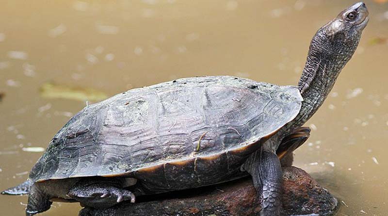 A turtle sancturay in Varansi,Modi's constituency is going to be closed
