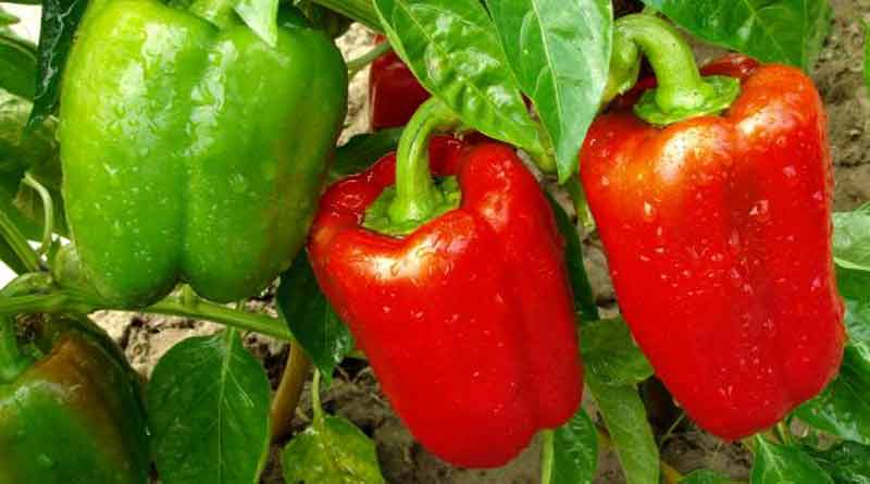 Here are some useful tips for cultivate capsicum in west Bengal