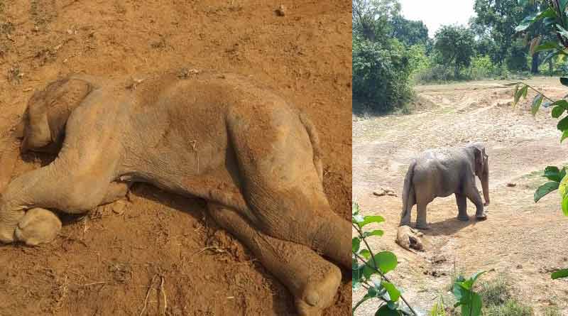সদ্যোজাতকে রক্ষা করতে নাজেহাল, যুবককে আছড়ে মারল ক্ষুব্ধ হস্তিনী