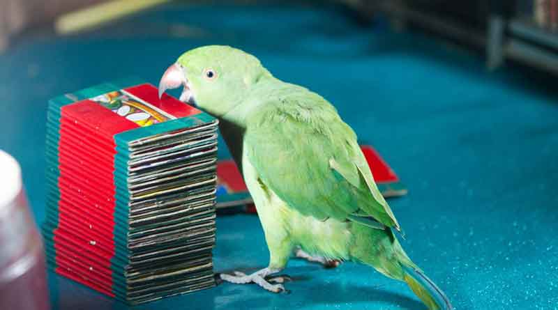 Politicians are now depends on parrot astrologer for election result