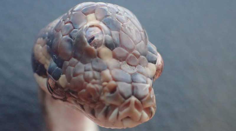 Three-Eyed Snake Found On Highway. Pics Are Viral
