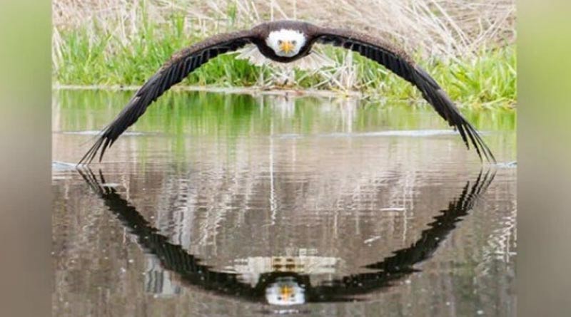 Photographer Clicks A Once-In-A-Lifetime Photo Of An Eagle