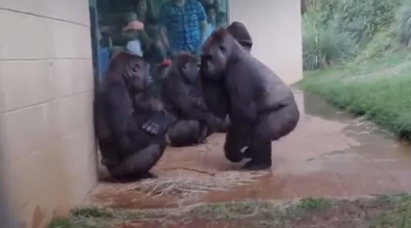 Gorillas Try To Stay Out Of Rain In Hilarious Viral, watch video