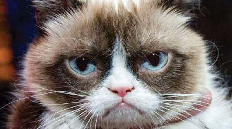 grumpy-cat-2