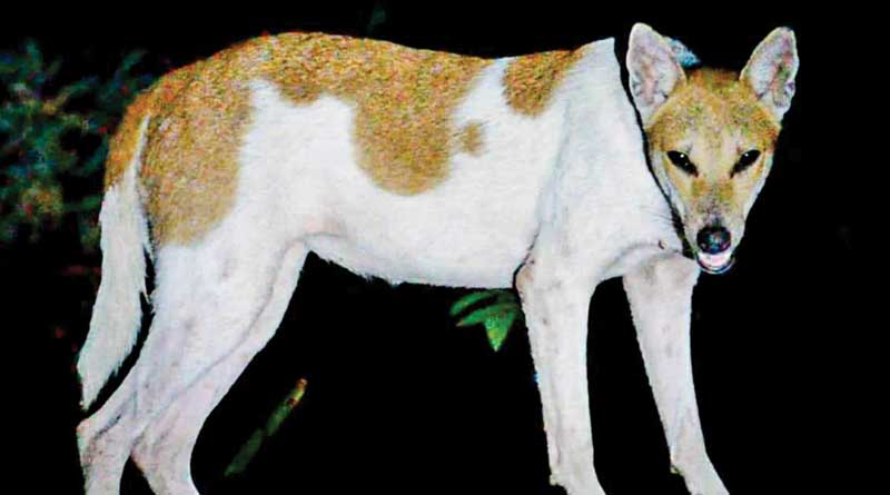 Hybrid animal looks like dog has been seen into the jungle in Amta