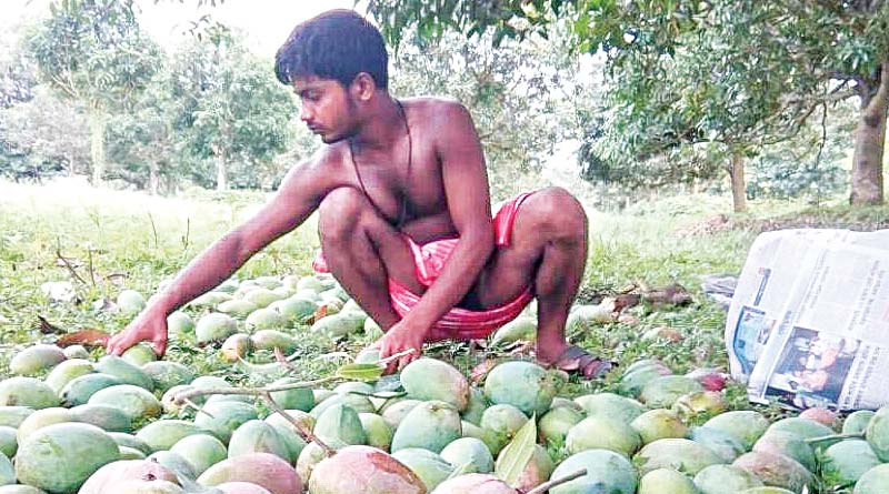 West Bengal plans to export mangoes to foreign country