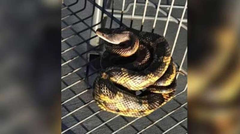 Big rattle snake found in shopping cart at Wallmart, Texas