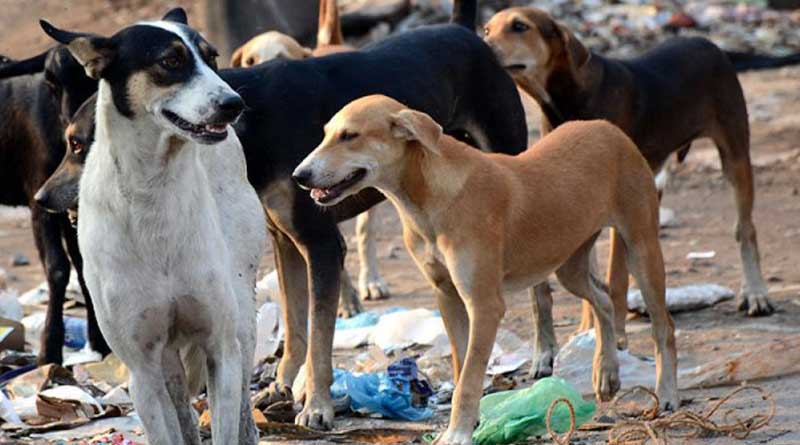 Stray Dogs bites COVID dead bodies in Crematorium at Hyderabad