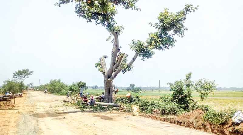রাস্তা সম্প্রসারণের নামে পূর্ব বর্ধমানে নির্বিচারে বৃক্ষনিধন, ক্ষুব্ধ পরিবেশপ্রেমীরা