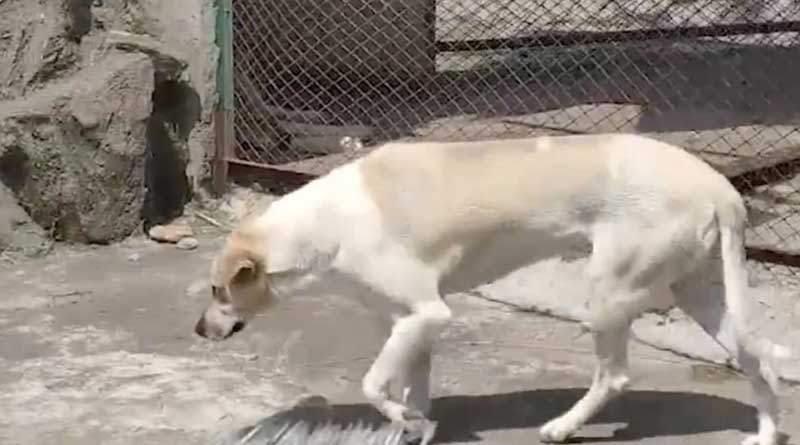 Dog in wolf's den, China zoo fools visitors with nasty trick