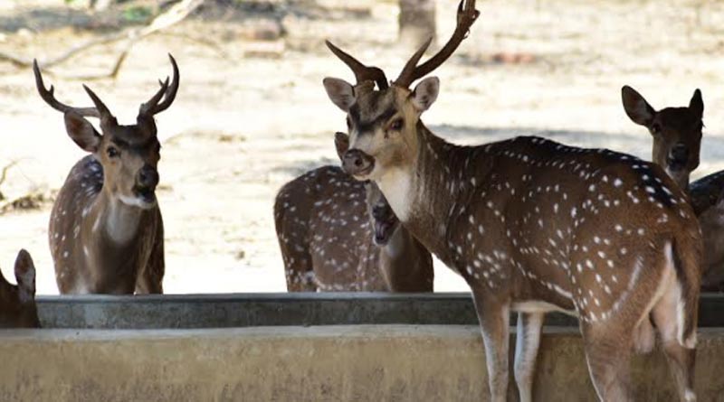 Alopore Zoo authority are worried for Zebras and deers