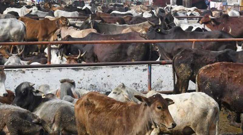 Chhattisgarh: 50 cows die of suffocation at makeshift shelter in Bilaspur