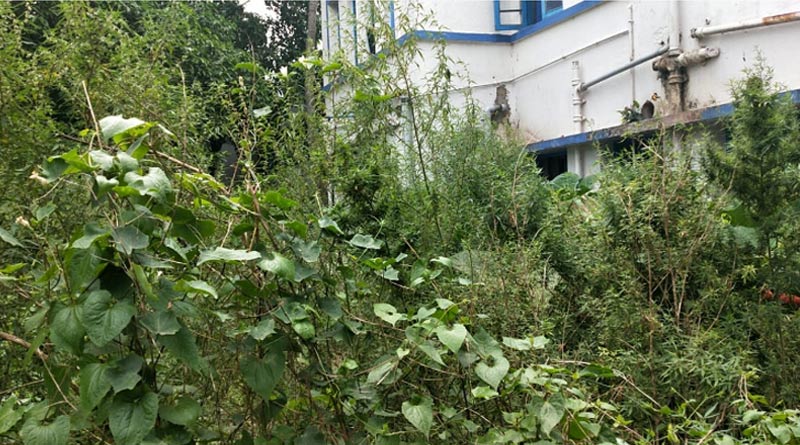 সরকারি হাসপাতালেই গাঁজার চাষ! হুঁশ নেই সুপারের