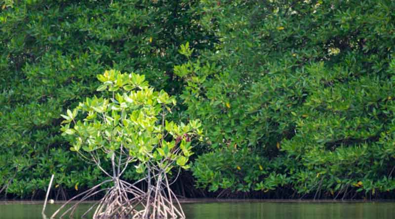 Bengal to plant mangrove at centrally to stop damage in sea shore areas from G20 summit | Sangbad Pratidin