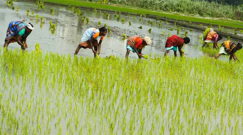 Now farmers are busy to planted paddy in East Burdwan