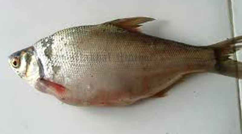 Manipur's Pengba fish to cushion Hilsa dearth this season