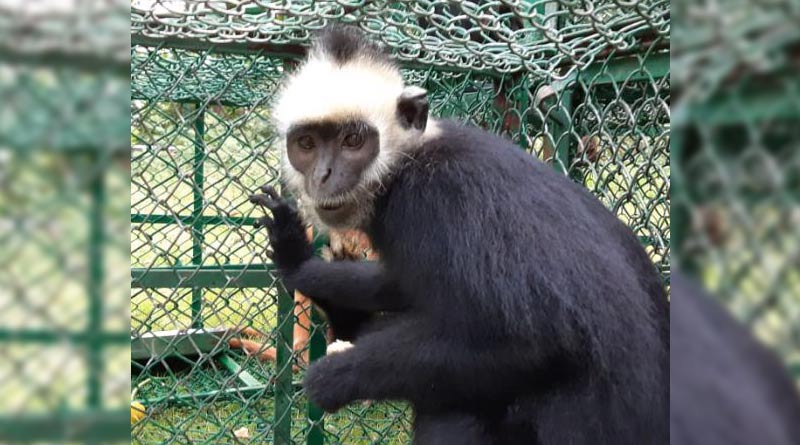 WIDE-HEADED-LANGUR
