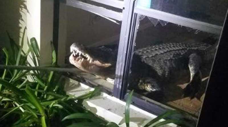 Huge alligator enters by breaking glasses into a house in Florida,USA