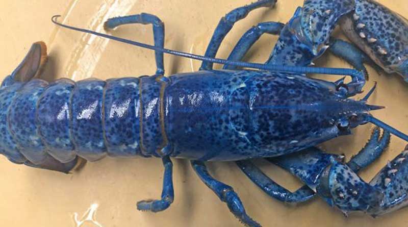 Rare blue lobstar found in a resturant in Massachusetts, US