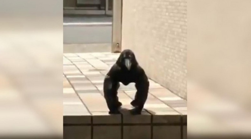 Crow or gorilla? Video has gone viral in social media