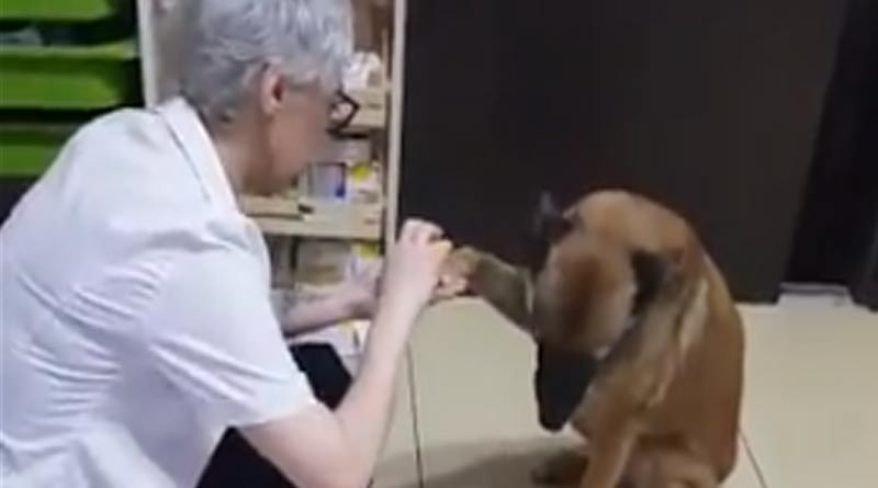 Street dog walks to pharmacy and shows injured paw