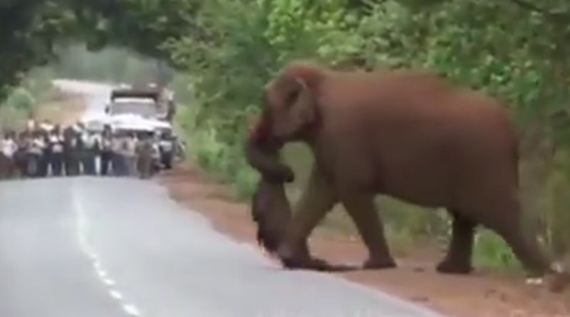 Elephant takes out funeral procession for dead calf