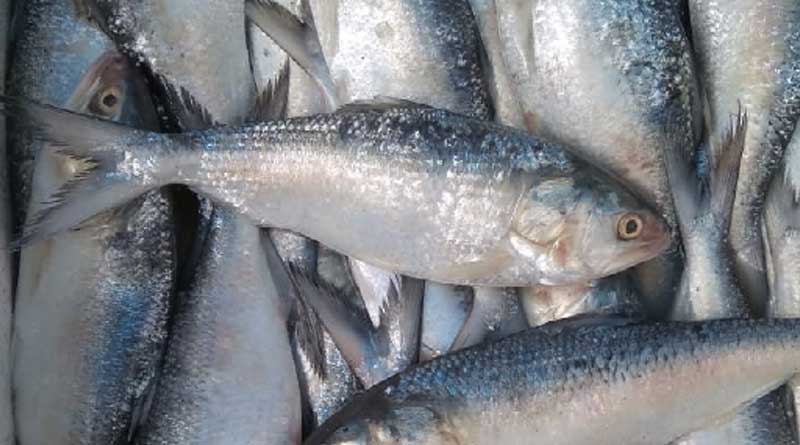 Corona Virus in bengali news: Hilsha fish can 'heal' COVID-19, claims by Scientist | Sangbad Pratidin