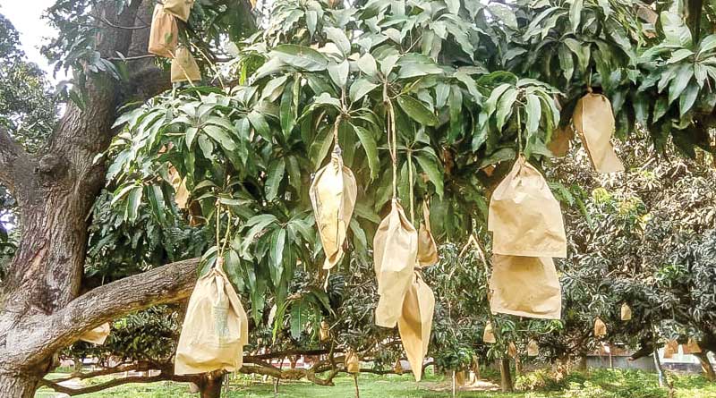 Nipa scare in Malda, Mango growers rap the fruit in trees