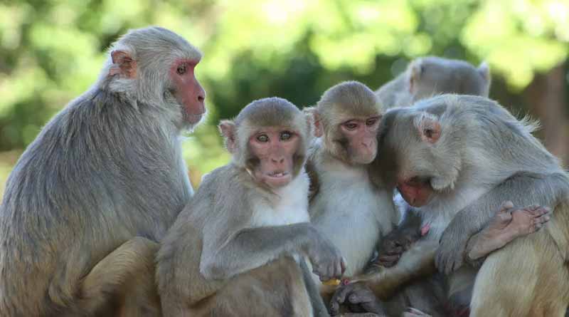 15 Monkeys die in Madhya Pradesh after fight for water