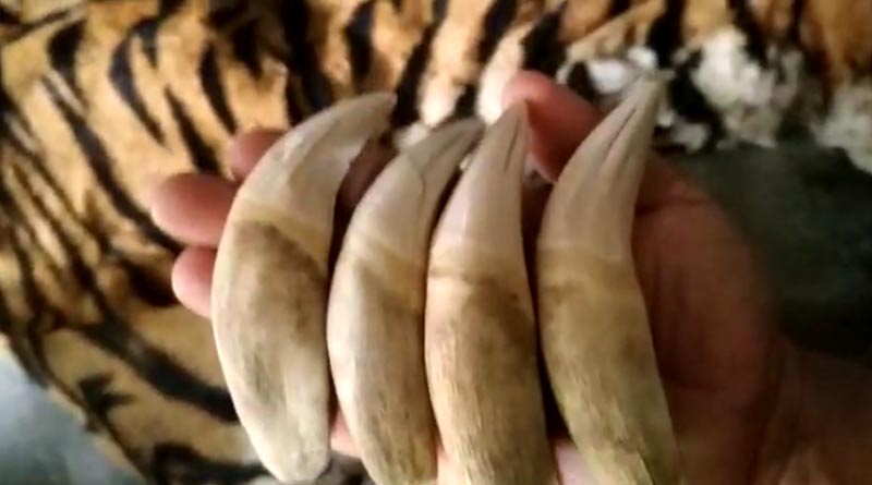 শেষরক্ষা হল না, বাঘের চামড়া পাচারের আগে বনদপ্তরের হাতে ধৃত ৫