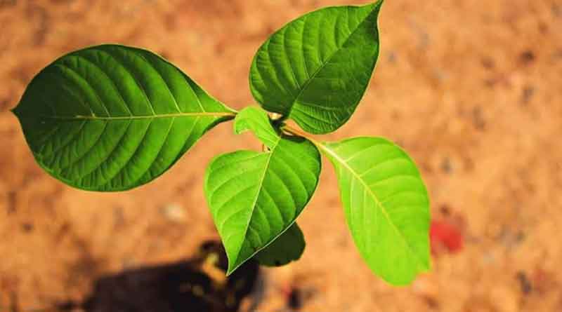 একটু জল দিন…, পথচারীদের ডাকছে গাছ