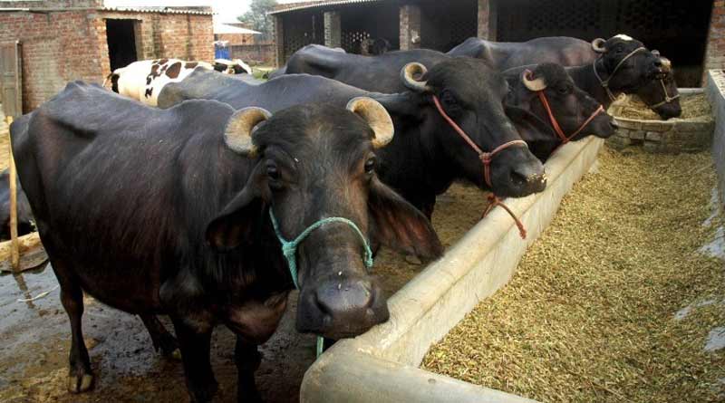 Bihar Fodder Scam: Oil Worth Rs 16 Lakh Used to Polish Buffalo Horns