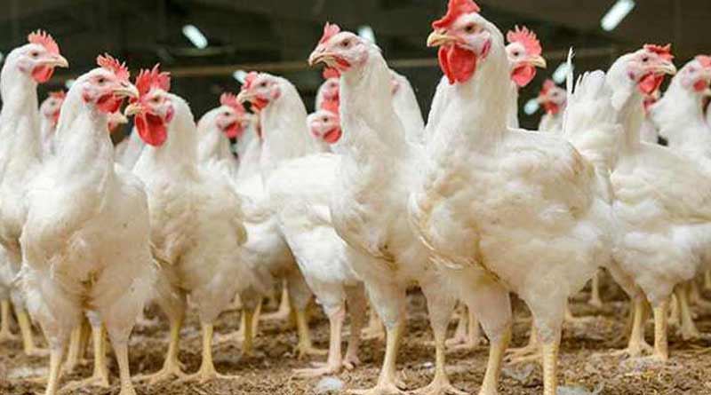 Chicken prices jump upto 40 rupees in past 4 days in Kolkata