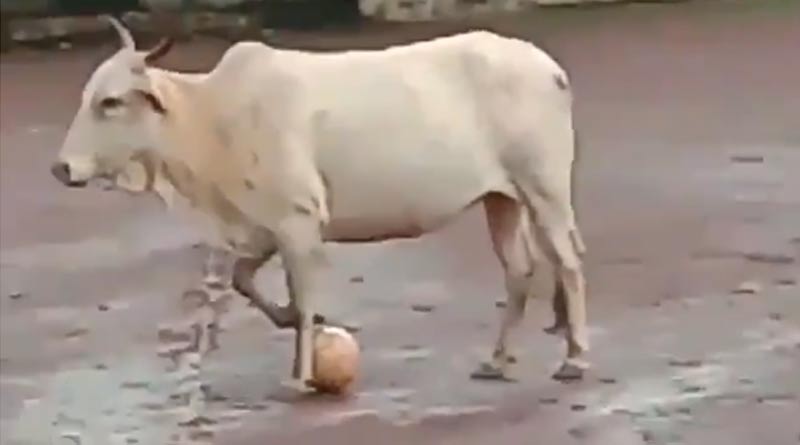 Cow Leaves Twitter Impressed With Football Skills
