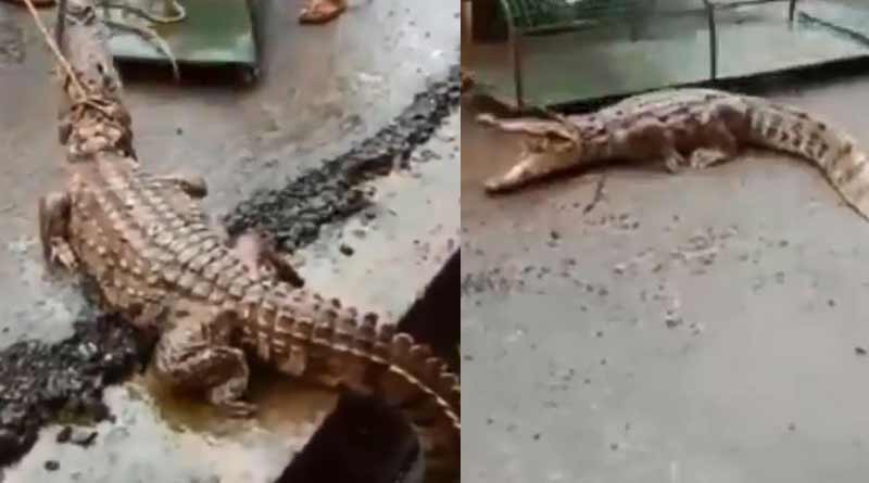 A video of the reptile emerging out of the drain has gone viral