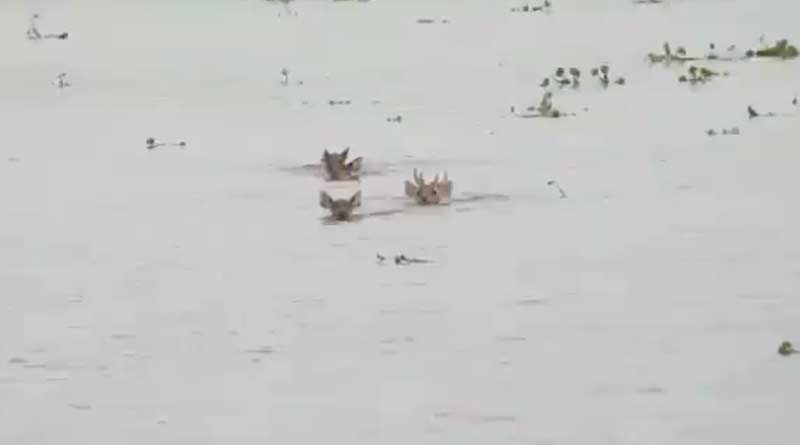 Deer swept away in Assam floods captured in viral video from Kaziranga.